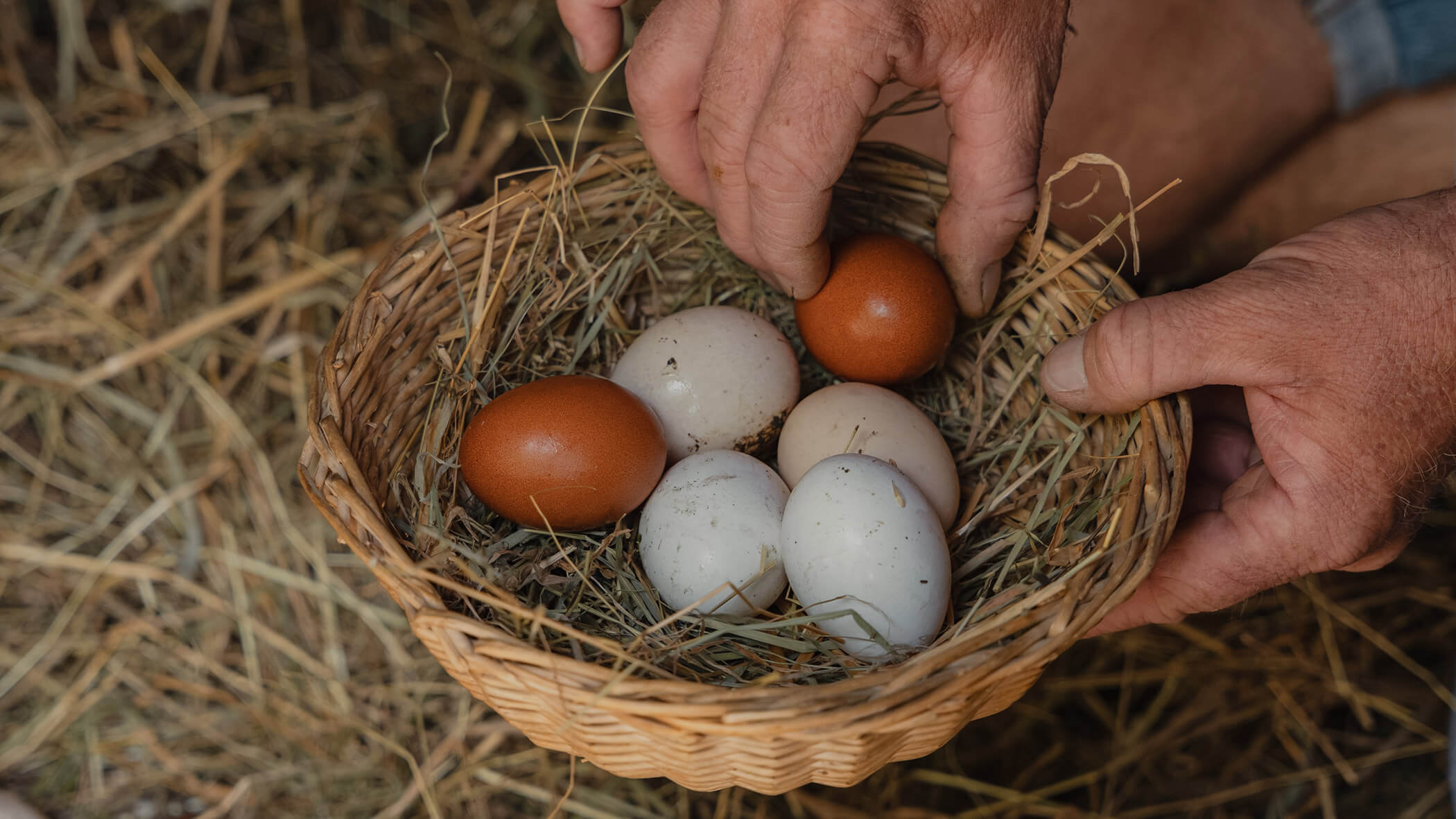Hände, die einen geflochtenen Korb mit drei braunen und drei weißen Eiern auf Stroh halten. - Bucherhof