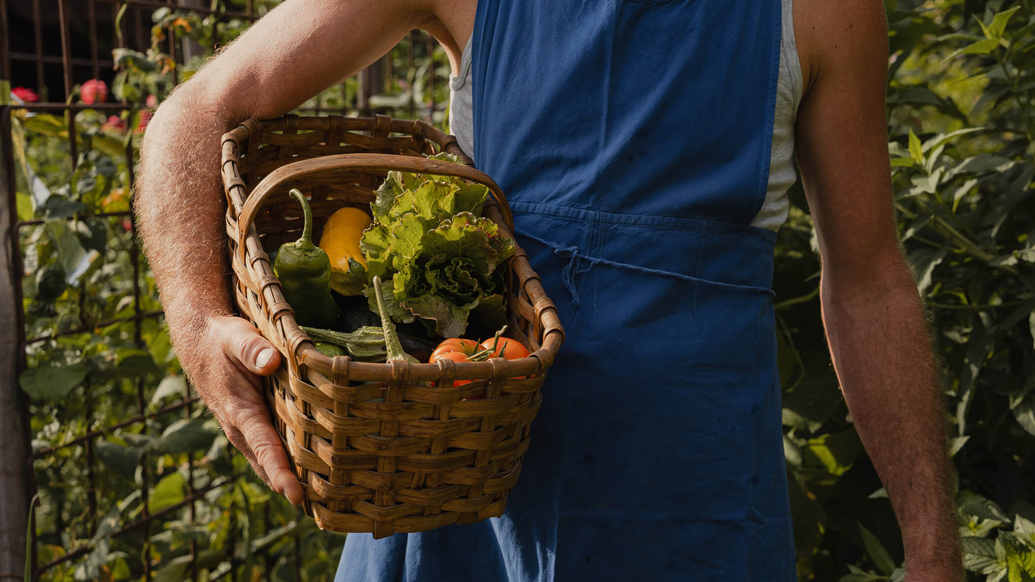 Eine Person in einer blauen Schürze, die in einem Garten einen Korb mit frischem Gemüse in der Hand hält. - Bucherhof